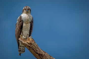 Osprey perched in close-up with blue background