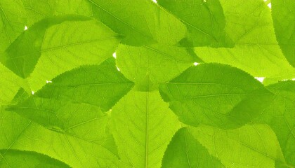 Fresh green leaves with nature, and background.