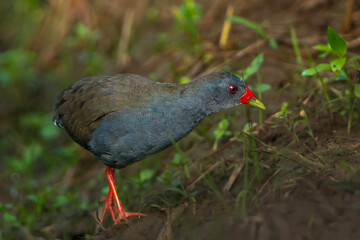 Paint-billed crake walking through green vegetation