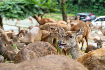 Herd of Deer Grazing Near Roadside
