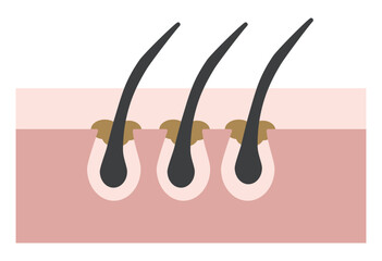 Hair Follicle and Pore Cross-Section Illustration Showing Skin Structure