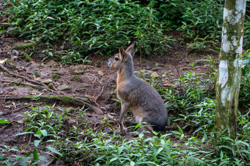 Paca in Lush Rainforest Habitat, Alert and Observing