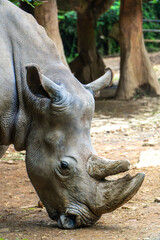 Obraz premium Rhino Grazing: Close-up of a rhinoceros foraging in a lush forest environment.