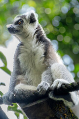 Ring-tailed Lemur Resting on Branch, Wildlife Portrait