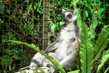 Ring-tailed Lemur Resting on Branch in Lush Tropical Environment