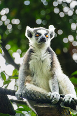 Fototapeta premium Ring-tailed Lemur Sitting on Branch, Looking Up
