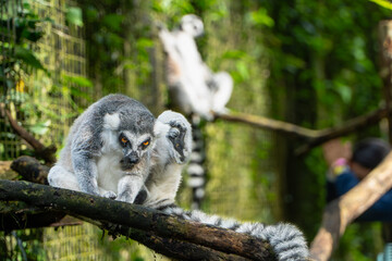 Fototapeta premium Ring-tailed Lemurs Resting on Branch in Lush Habitat
