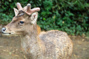 Young Deer Portrait: A Gentle Forest Creature in Natural Habitat