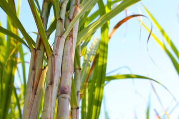 Sugarcane stalks growing in the field.