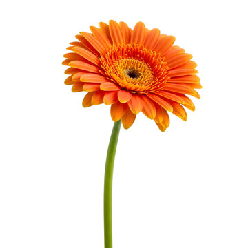 Single orange gerbera daisy flower isolated on transparent background