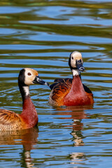 Wildlife photo of two White-Faced Whistling Ducks (Dendrocygna viduata), white-faced ducks, floating on rippling water with a background of blue and green reflections.