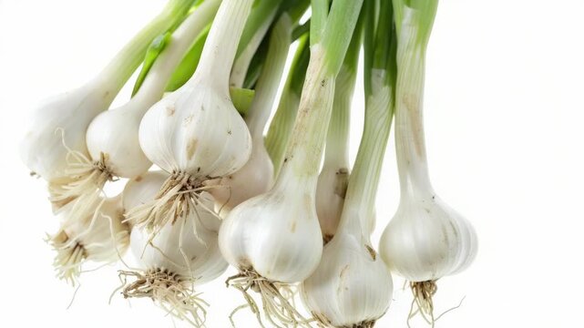 A bunch of white garlic bulbs with green stems