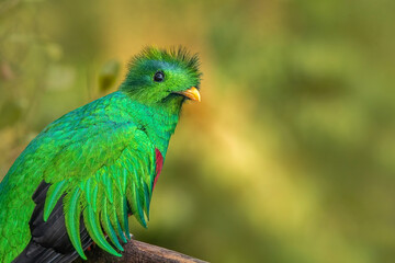 Colorful bird perched on branch