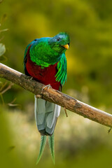 Colorful bird perched on branch