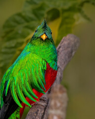 Colorful bird perched on branch © Carlos