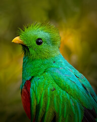 Colorful bird perched on branch