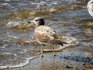 波打ち際で佇むウミネコの若鳥