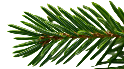 Extreme close-up of a fir tree branch with frozen snow dusting — detailed frosty needles, icy texture, and soft winter lighting on a clean background.