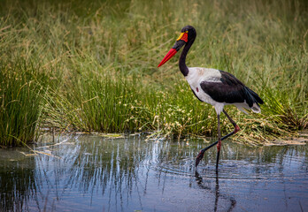 Saddle-Billed Stork Walking in a Marsh in Tanzania