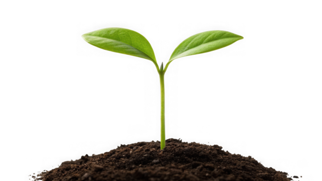 A young green seedling with two leaves emerging from rich soil isolated on transparent background - Powered by Adobe