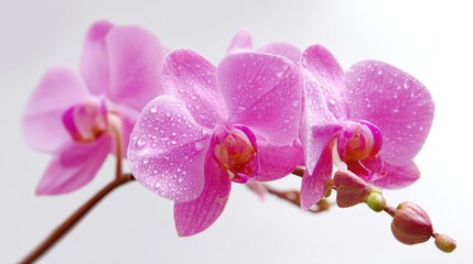 Fototapeta premium Delicate Pink Orchid Blooms with Water Droplets, Exhibiting Floral Beauty and Freshness in Macro Detail