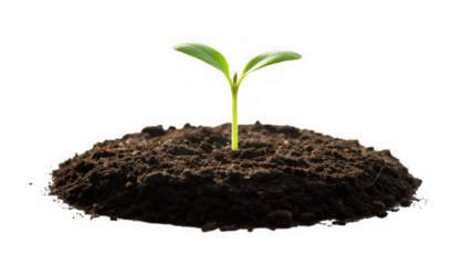 A delicate young green seedling with two small leaves emerges from a mound of rich soil isolated on transparent background