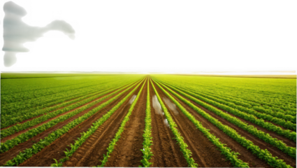 Vast agricultural field with perfectly aligned rows of young green plants stretching towards the horizon under a dark sky isolated on transparent background