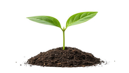 A young green seedling with two leaves emerges from a mound of rich dark soil isolated on transparent background