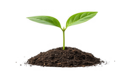 A young green seedling with two leaves emerges from a mound of rich dark soil isolated on transparent background