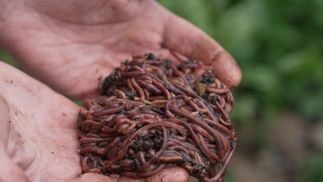 Worms for fishing and composting In the hands of a farmer. Worm farm, wormery
