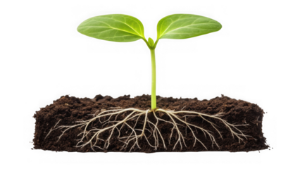 A young plant with vibrant green leaves and an extensive root system emerging from rich soil isolated on transparent background
