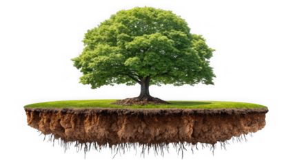 A lush green deciduous tree with a full canopy stands majestically on a floating island of earth and roots isolated on transparent background