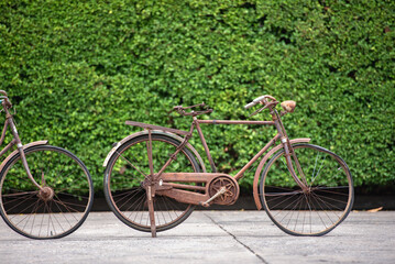 Fototapeta premium Old decay bicycle on green vine climbing garden wall outdoor. Rust Classic bike old bicycle on green garden wall retro style. Vine plant green leaves partition background.