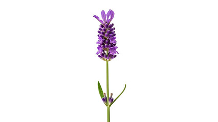 Naklejka premium A Single Stem Lavender Flower with Leaves on a White Background