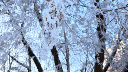 White tree branches covered with frost and snow from severe frost.