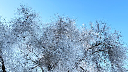 Tree branches covered with frost from severe frost.