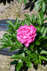 シャクヤク　「プリンセスマーガレット」　Peony