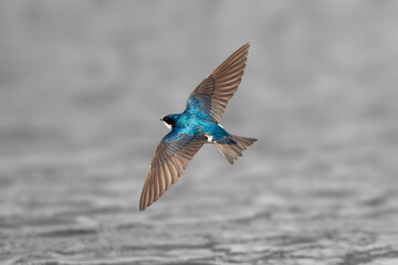 A flying tree swallow bird over the water