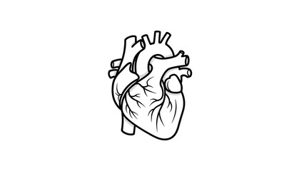 Detailed anatomical illustration of a human heart in black and white