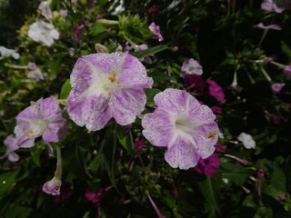 Obraz premium 薄紫のオシロイバナの花