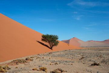 desert trees dunes. Sossusvlei, Namibia