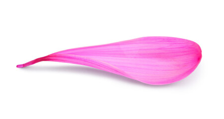 Pink chrysanthemum flower petal on white background