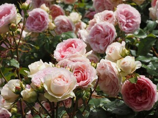 ピンクのバラ　アミロマンティカ