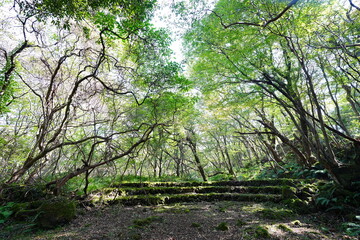 old wild forest in the autumn sunlight
