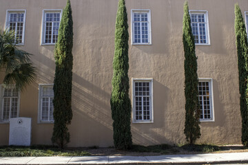 Four Cedars, a Palm and Eight Windows