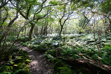 fine autumn forest and path in the gleaming sunlight