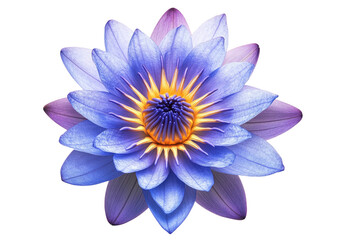Fototapeta premium Ethereal lotus blossom with layered, colorful petals
