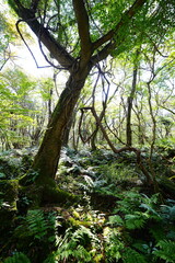 old wild forest in the autumn sunlight