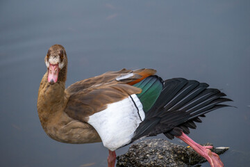 Egyptian geese Alopochen aegyptiaca , peaceful scene nature and wildlife in harmony, ornithology problems and birdwatching themes