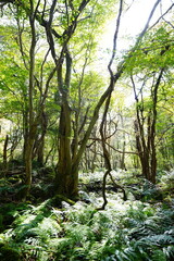 shiny forest in the autumn sunlight